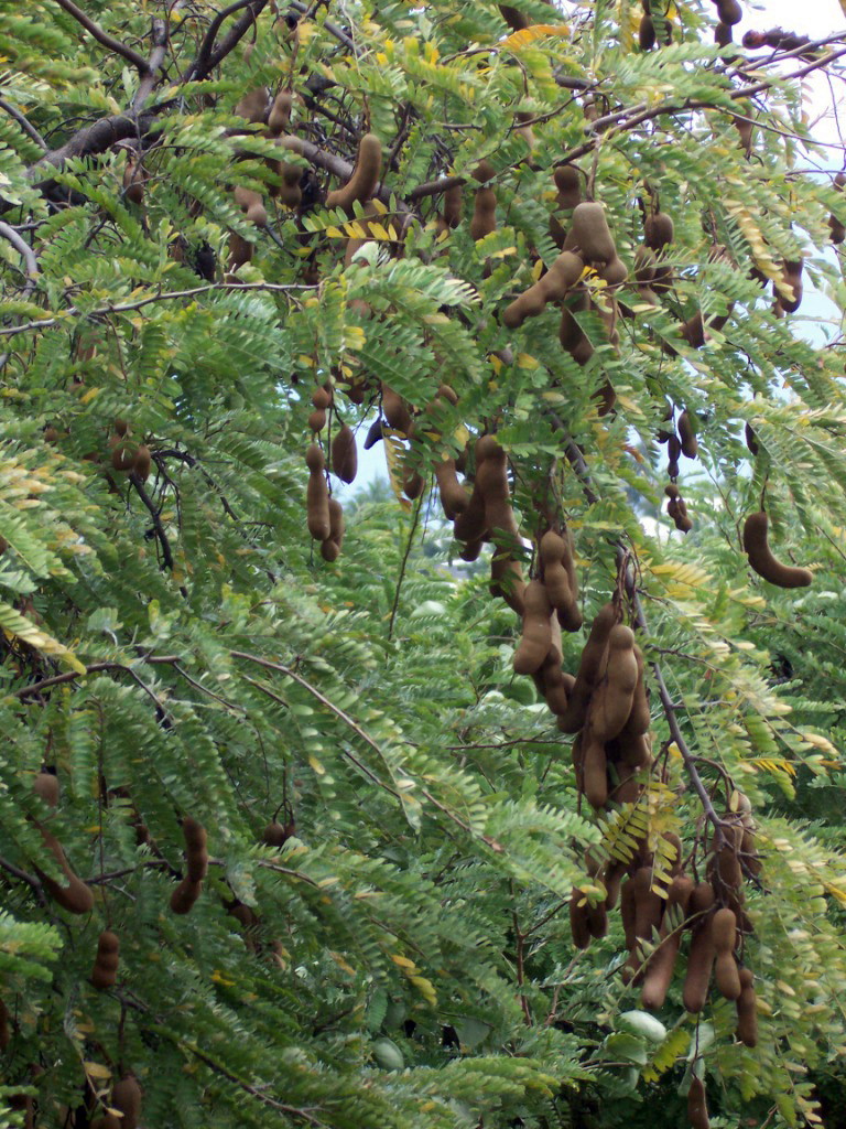 Tamarinde Revealed: Your Guide to the 9-Letter Tropical Tree